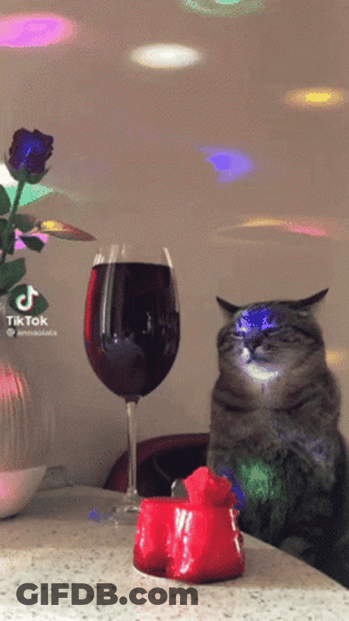 Party Cat With Champagne GIF