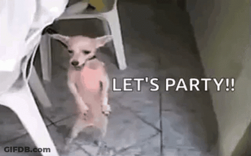 Party Dance Funny Strange Dog GIF
