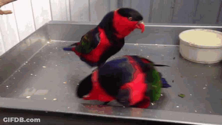 Party Parrots Jumping And Dancing To Music GIF