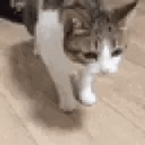 Passing Out  Cat Dead Fainted GIF