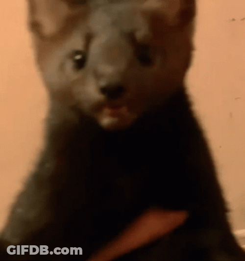 Passing Out Cute Weasel Wink GIF