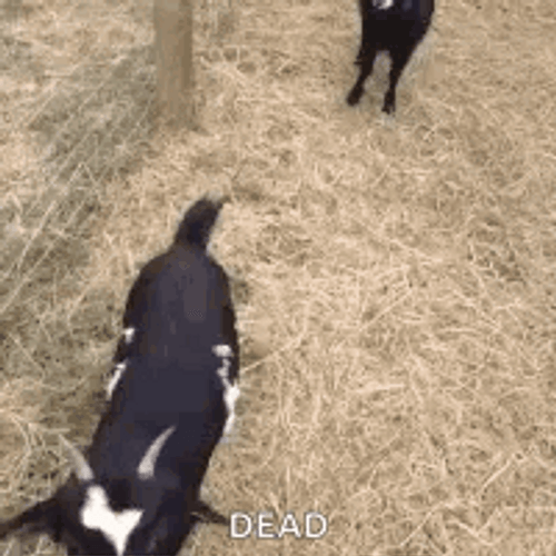 Passing Out Dead Goat Fainted GIF