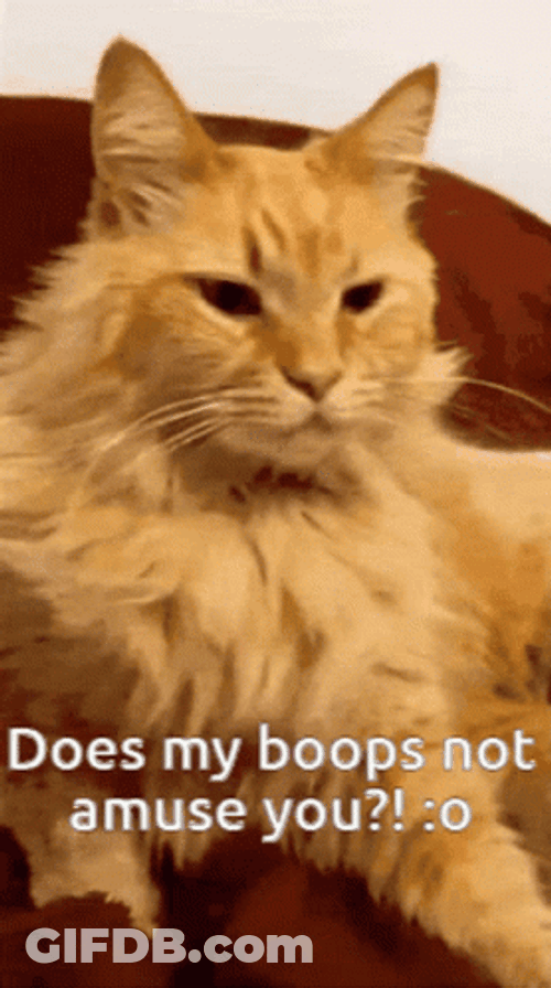 Passive Cat Getting Boop No Reaction GIF