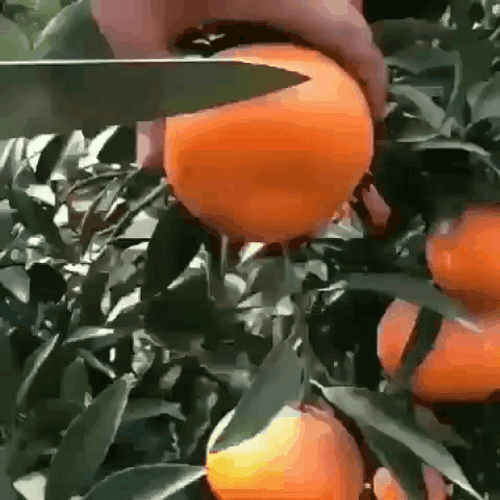 Pastel Fresh Orange Fruit Aesthetic GIF