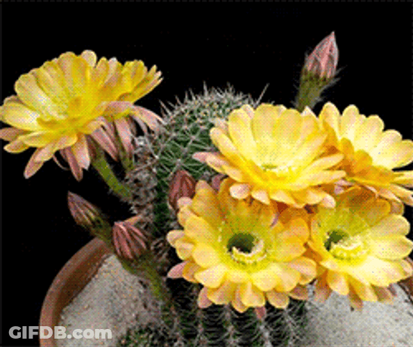 Pastel Orange Flowers Blooming Aesthetic GIF