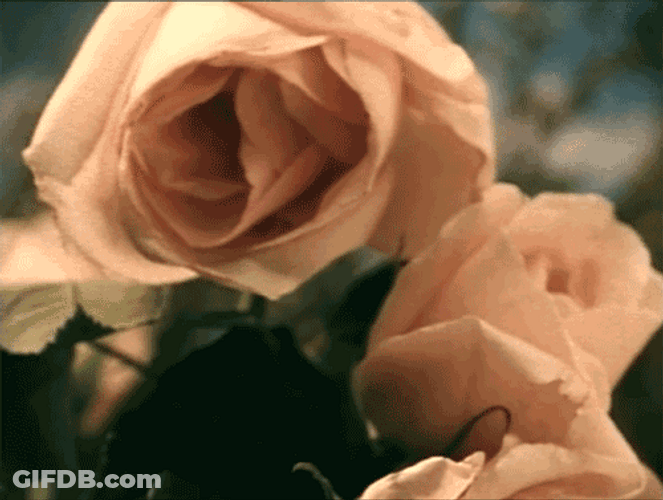 Pastel Pink Rose GIF