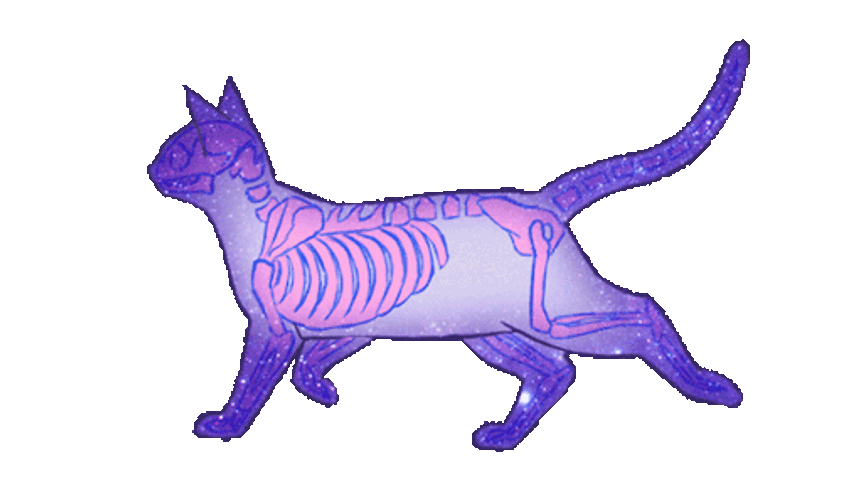 Pastel Skeleton Cat GIF