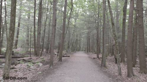 Path In The Woods With Trees And Leaves GIF
