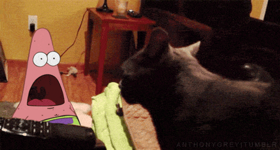 Patrick Star Cat Shocked Meme GIF