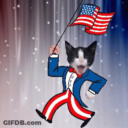 Patriotic Cat Guy GIF