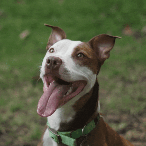 Pawfect Happy Dog GIF