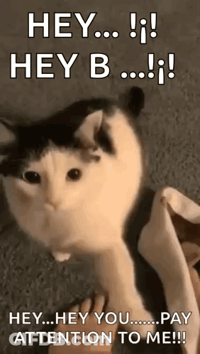 Pay Attention Cat Look At Me GIF