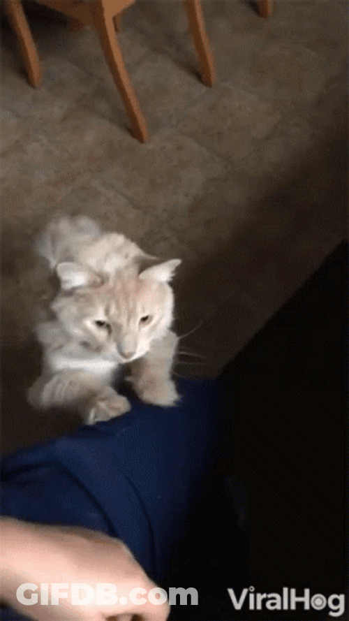 Pay Attention To Me Cat Pawing Owner GIF