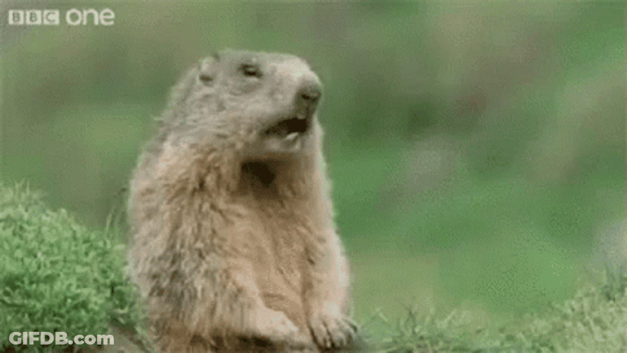Pay Attention To Me Groundhog Shouting Hey GIF