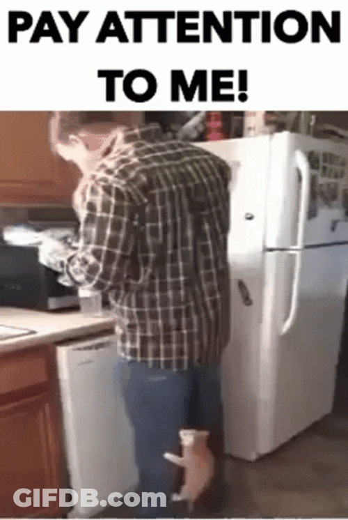 Pay Attention To Me My Human GIF