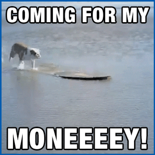 Pay Me My Money Surfing Dog GIF