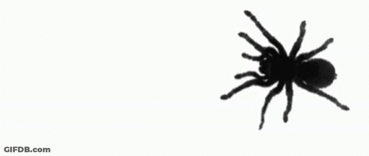 Peacefully Crawling Spider Jumpscare GIF