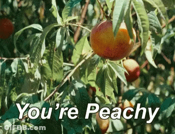Peaches Hanging From Tree Saying You're Peachy GIF