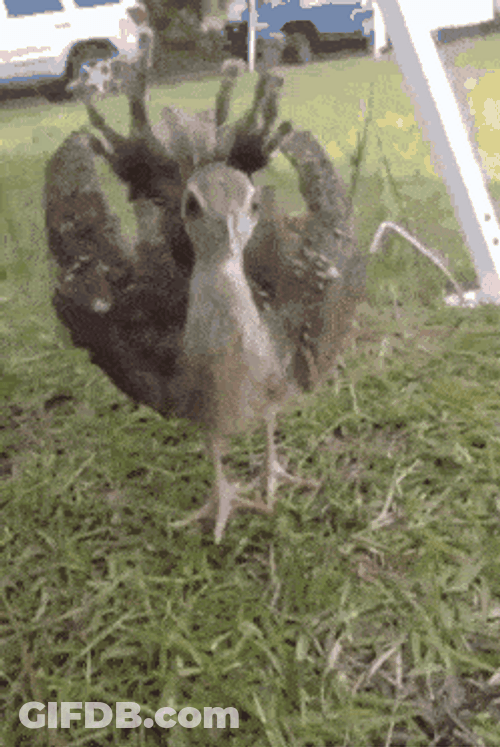 Peacock Baby Bird Walking GIF
