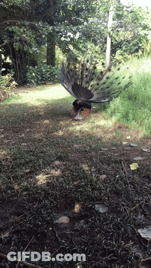 Peacock Battle Maui Park GIF
