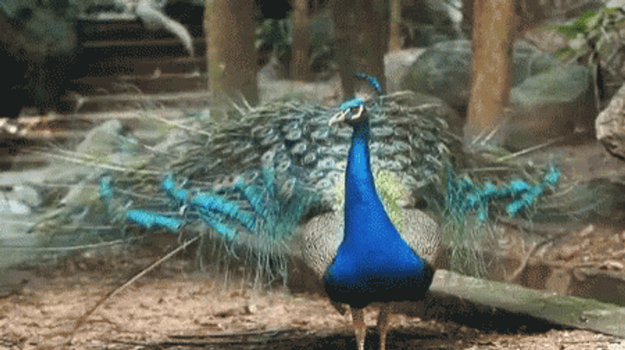 Peacock Beautiful Wings Feathers GIF