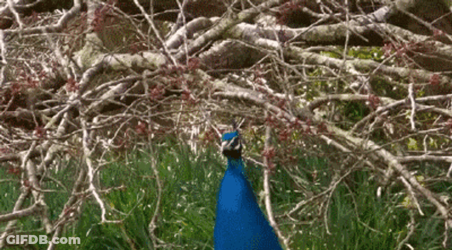 Peacock Bird Spread Wings GIF