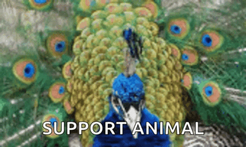 Peacock Bird Wiggle Tail GIF
