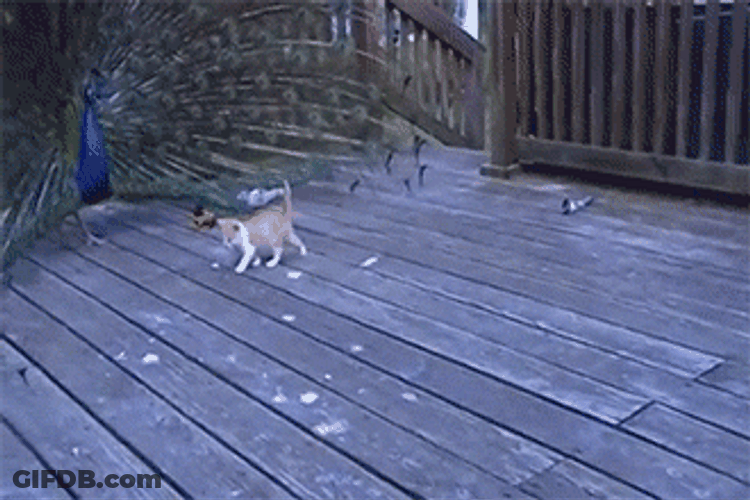 Peacock Cat Playing Around GIF
