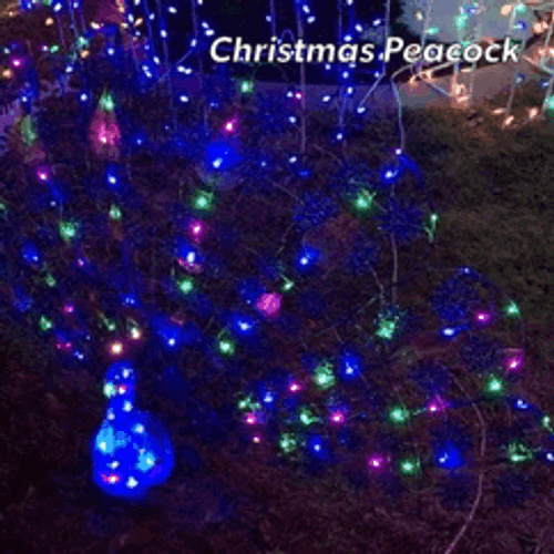 Peacock Christmas Lights GIF