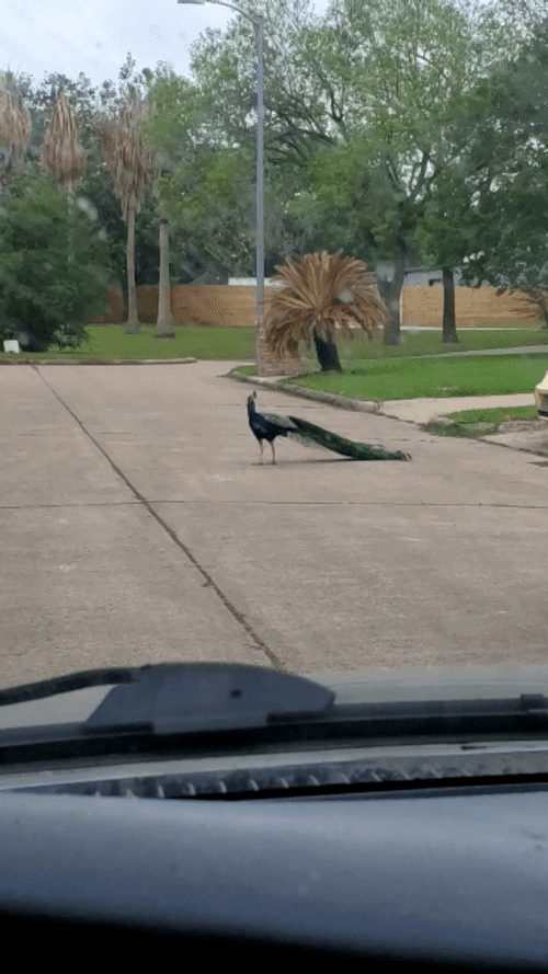Peacock Crossing Road GIF