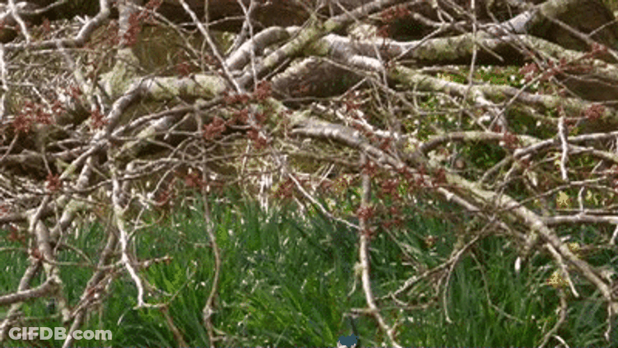 Peacock Dance Feather Display GIF