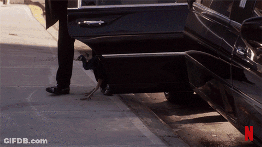 Peacock Fancy Titus Andromedon GIF