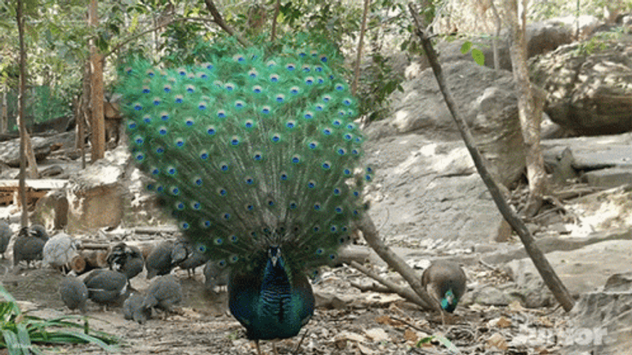 Peacock Fanning Feathers Disney GIF