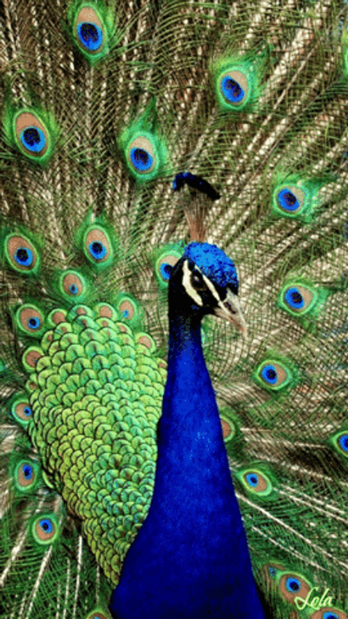 Peacock Feather Animated Flow Loop GIF