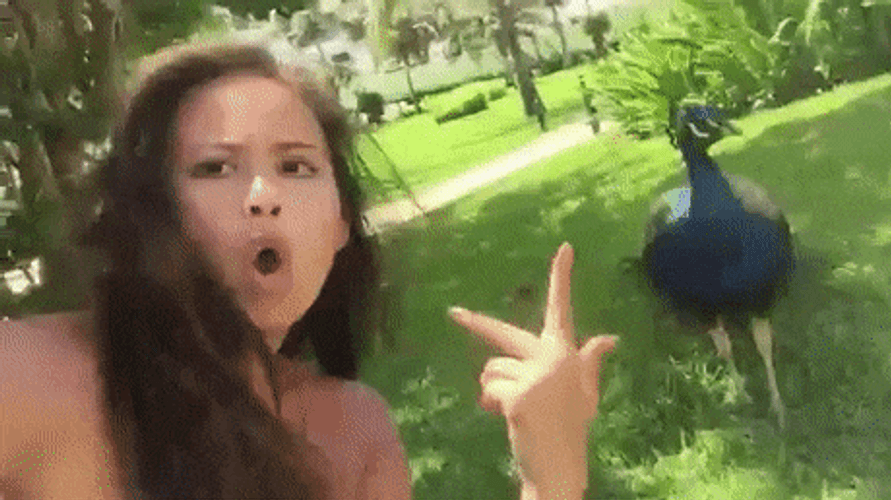 Peacock Funny Girl Attack GIF