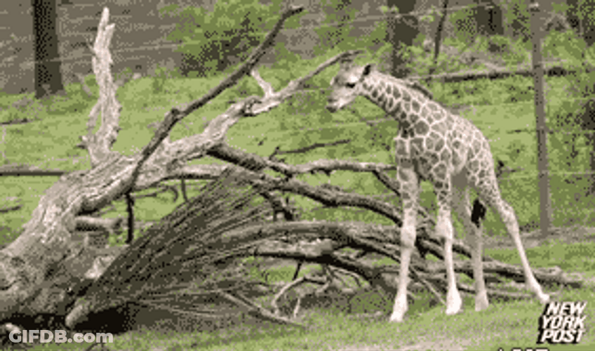 Peacock Giraffe Scared Running GIF