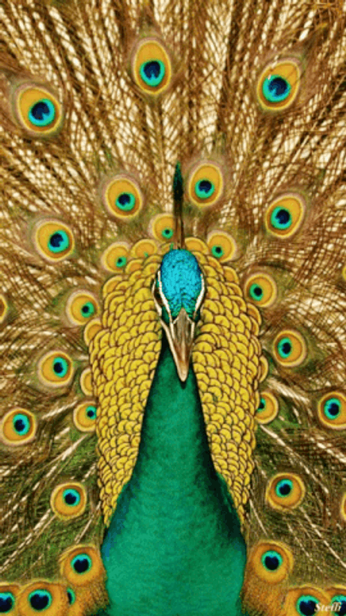 Peacock Golden Feathers Loop GIF