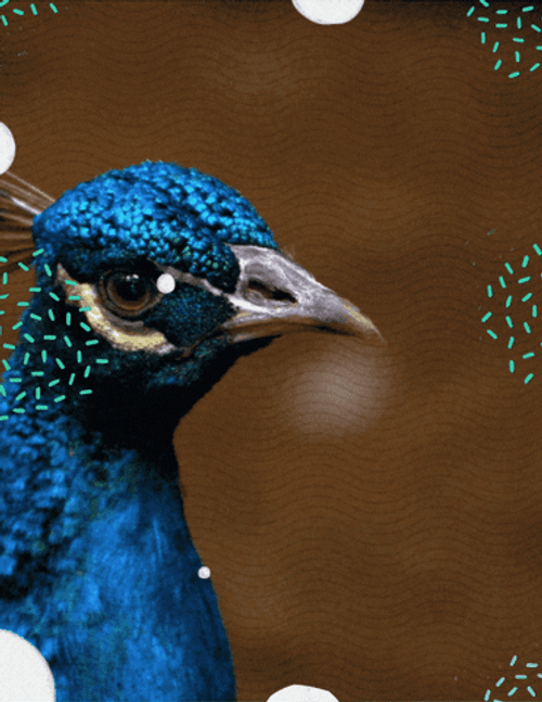 Peacock Laser Eyes GIF