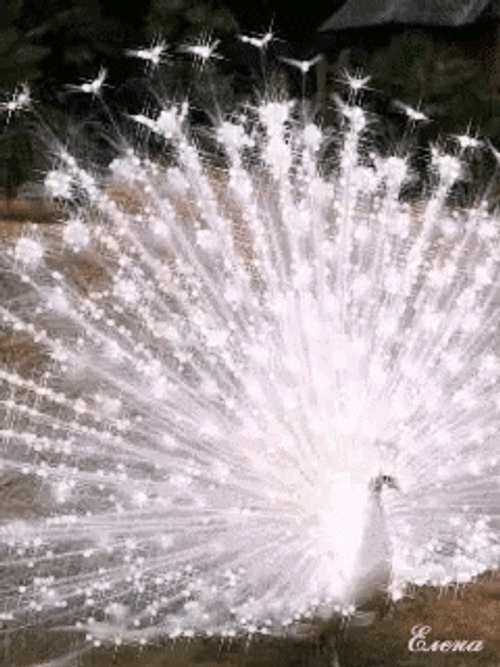 Peacock Shining Sparkling Feathers Glitter GIF