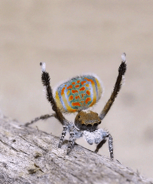 Peacock Spider Dancing GIF