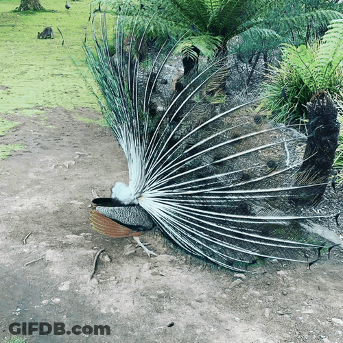 Peacock Spinning Feathers Time Lapse GIF