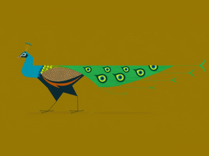 Peacock Strut Walk Animated Art GIF