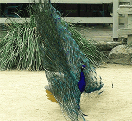 Peacock Swaying Feathers Boomerang GIF