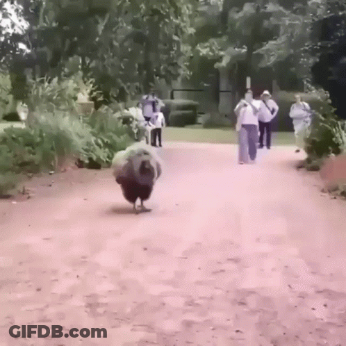 Peacock Walking Down Dirt Path In Park GIF