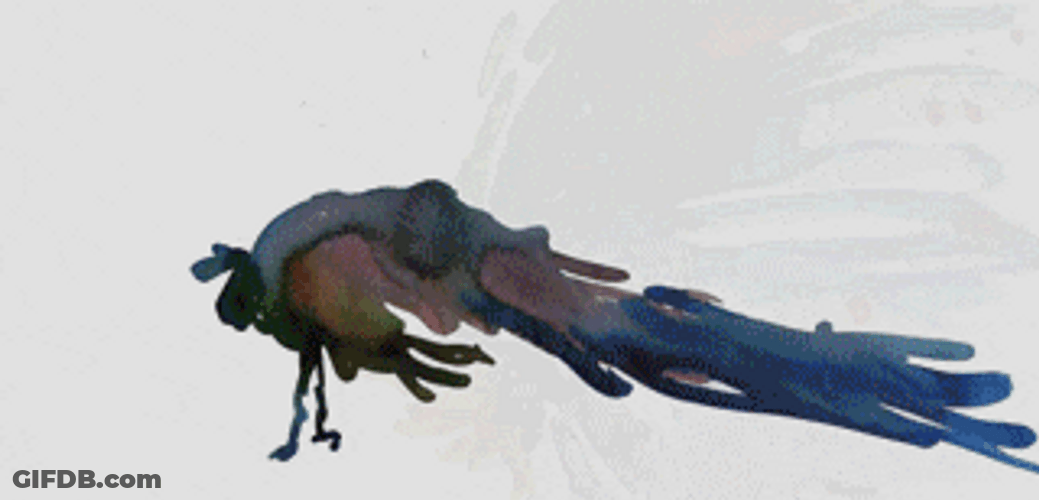 Peacock Watercolor Painting Animated Art GIF