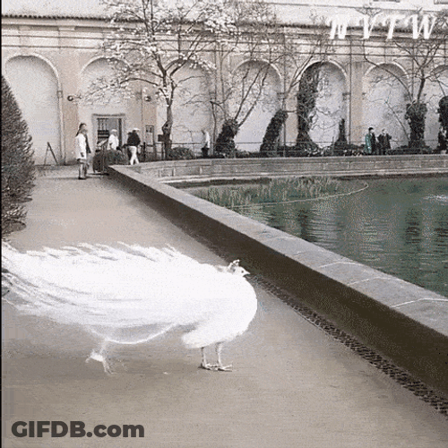 Peacock White Albino Open Feathers GIF