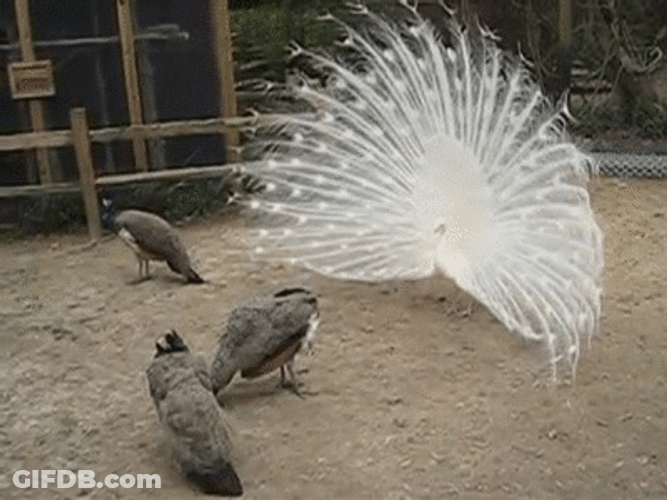 Peacock White Zoo Cage GIF