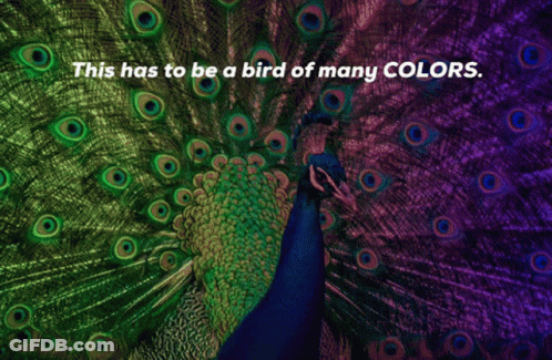 Peacock With This Has To Be A Bird Of Many Colors GIF