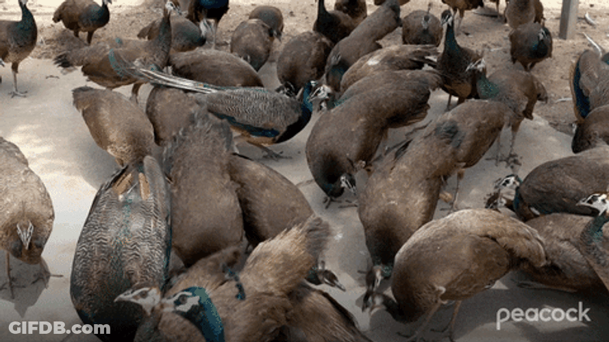 Peacocks Individually Thinks Text Message GIF