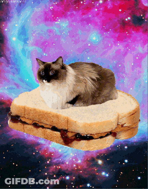 Peanut Butter Jelly Time Cat Napping GIF